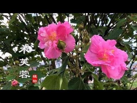 芙蓉是什麼花|【芙蓉是什麼花】從芙蓉之謎到揭開「芙蓉是什麼花」的正解！ –